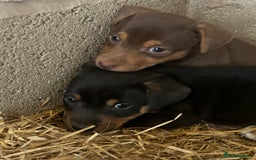 Jack Russell dogs for sale: Beautiful Jack Russell Puppies for sale  - Image 2