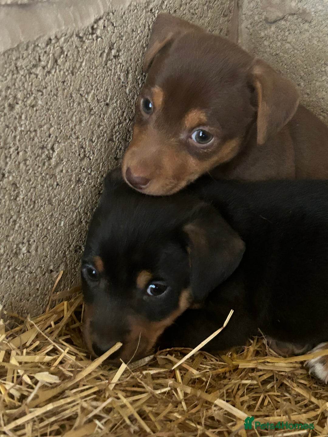 Jack Russell dogs for sale: Beautiful Jack Russell Puppies for sale  - Image 2