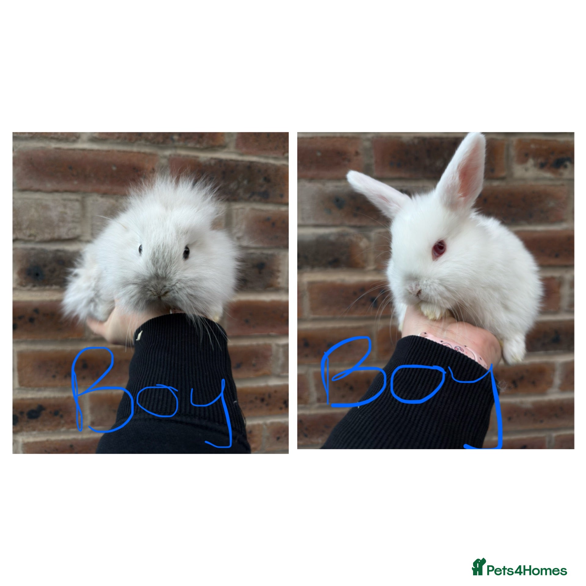 Mixed Breed rabbits Mini lop x lion head bunnies - Advert 15