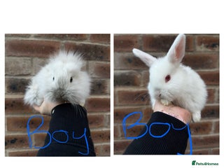 Mixed Breed rabbits Mini lop x lion head bunnies - Advert 15