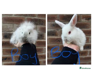 Mixed Breed rabbits Mini lop x lion head bunnies - Advert 10