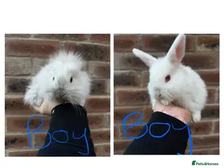 Mixed Breed rabbits Mini lop x lion head bunnies - Advert 21