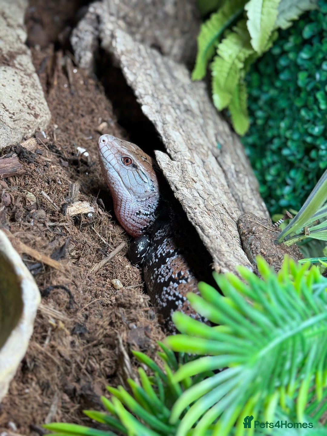 Skink reptiles for sale: Blue Tongue Skink with full set up  - Image 4