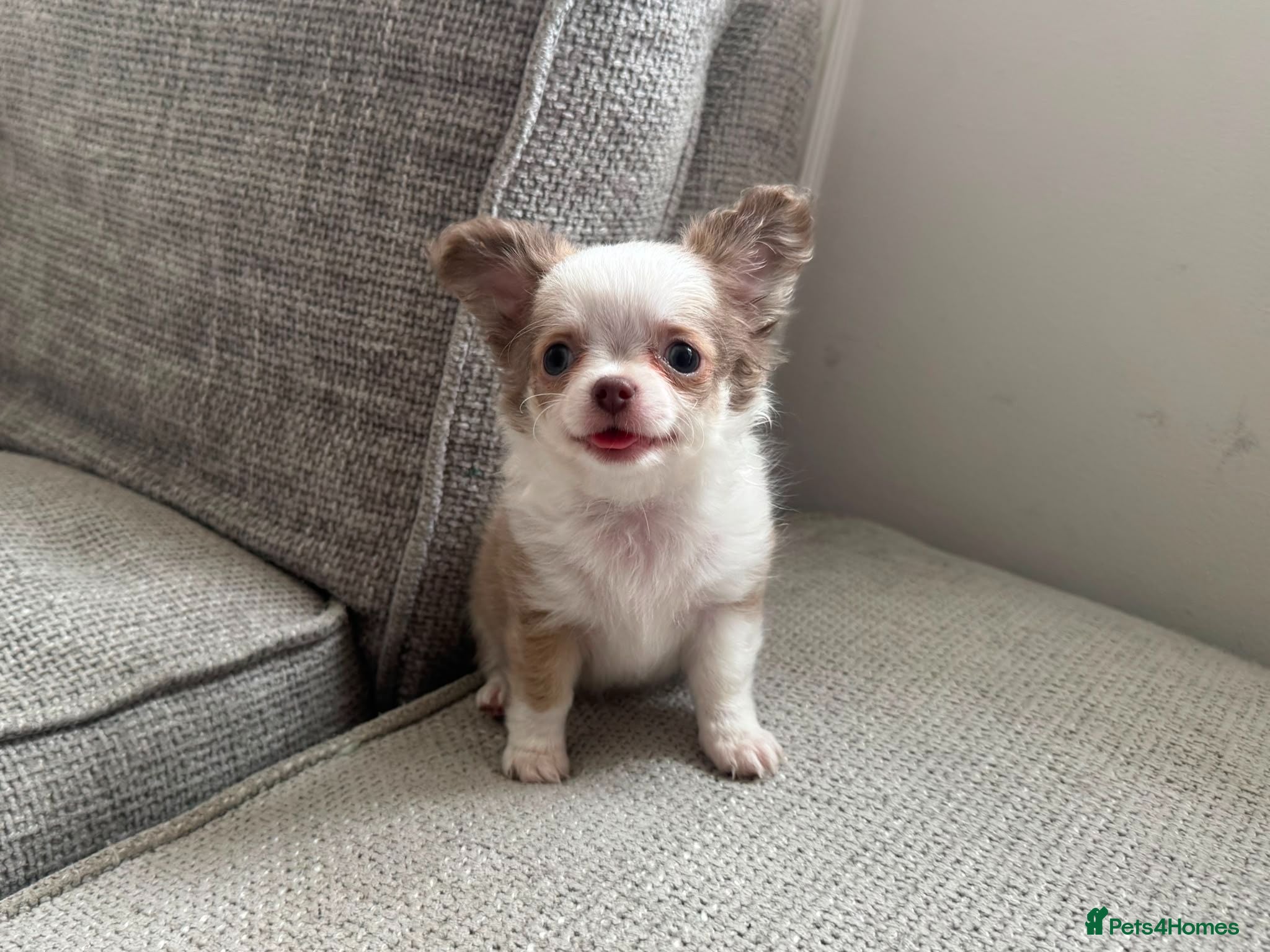 Chihuahua dogs **PRICE REDUCTION** 🐾🩶 READY TO GO LAST TINY BOY - Advert 2