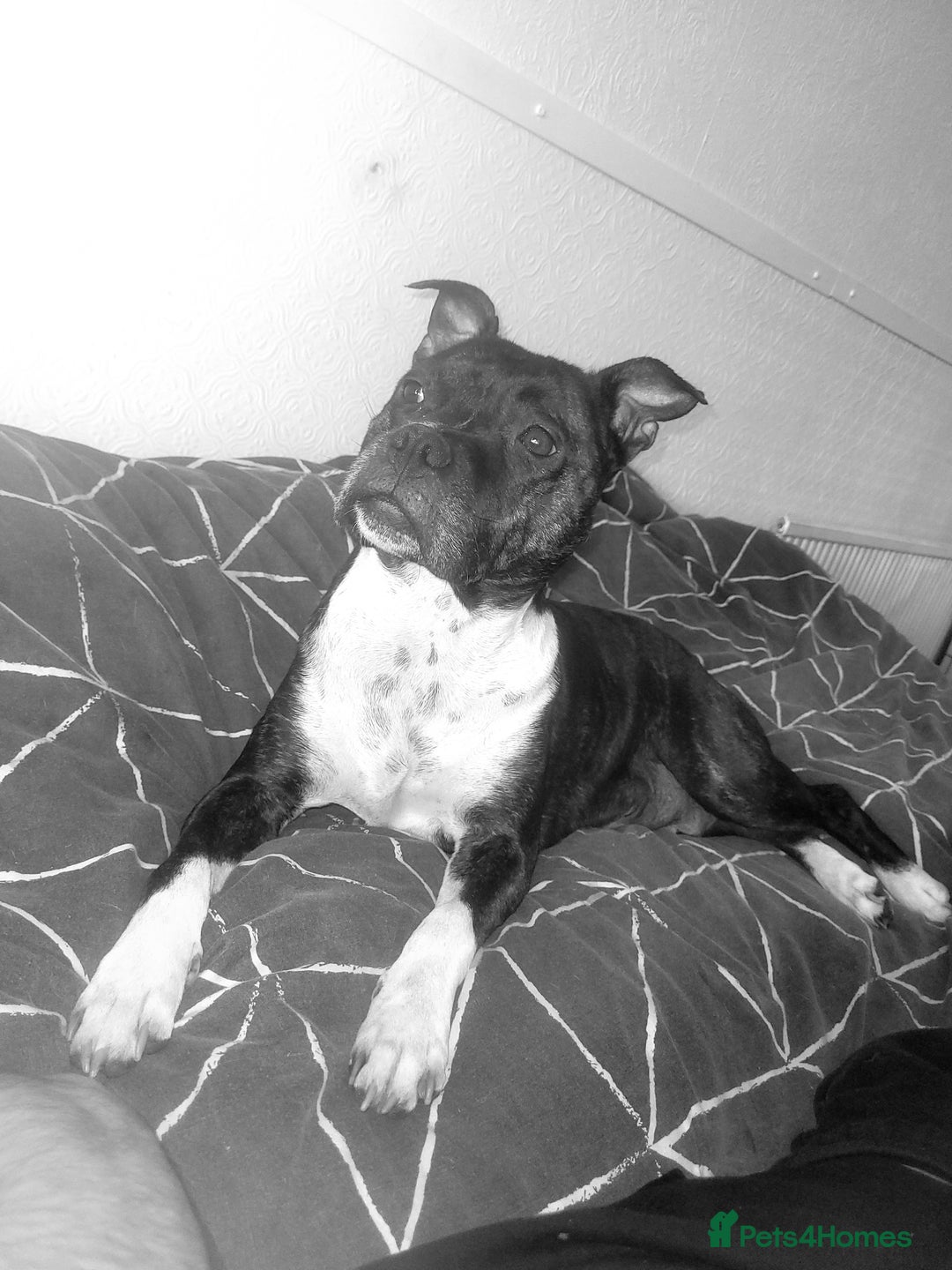Staffordshire Bull Terrier dogs for sale: Staffy Babies Ready to leave - Image 34