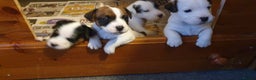 Parson Russell dogs for sale: Litter Of KC Reg.Parson Terrier Pups.  - Advert 4