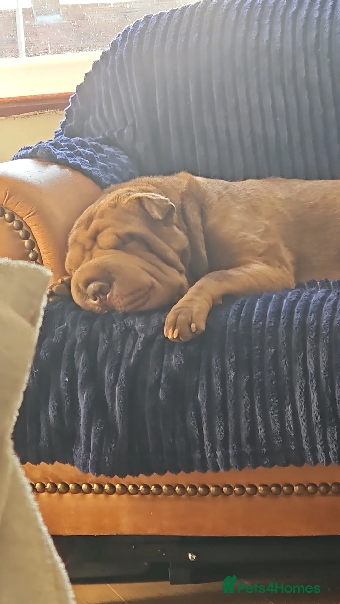 Shar Pei dogs for sale: Shar pei  - Advert 7