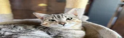Bengal cats for sale: Stunning Silver Tabby Bengal - Advert 7