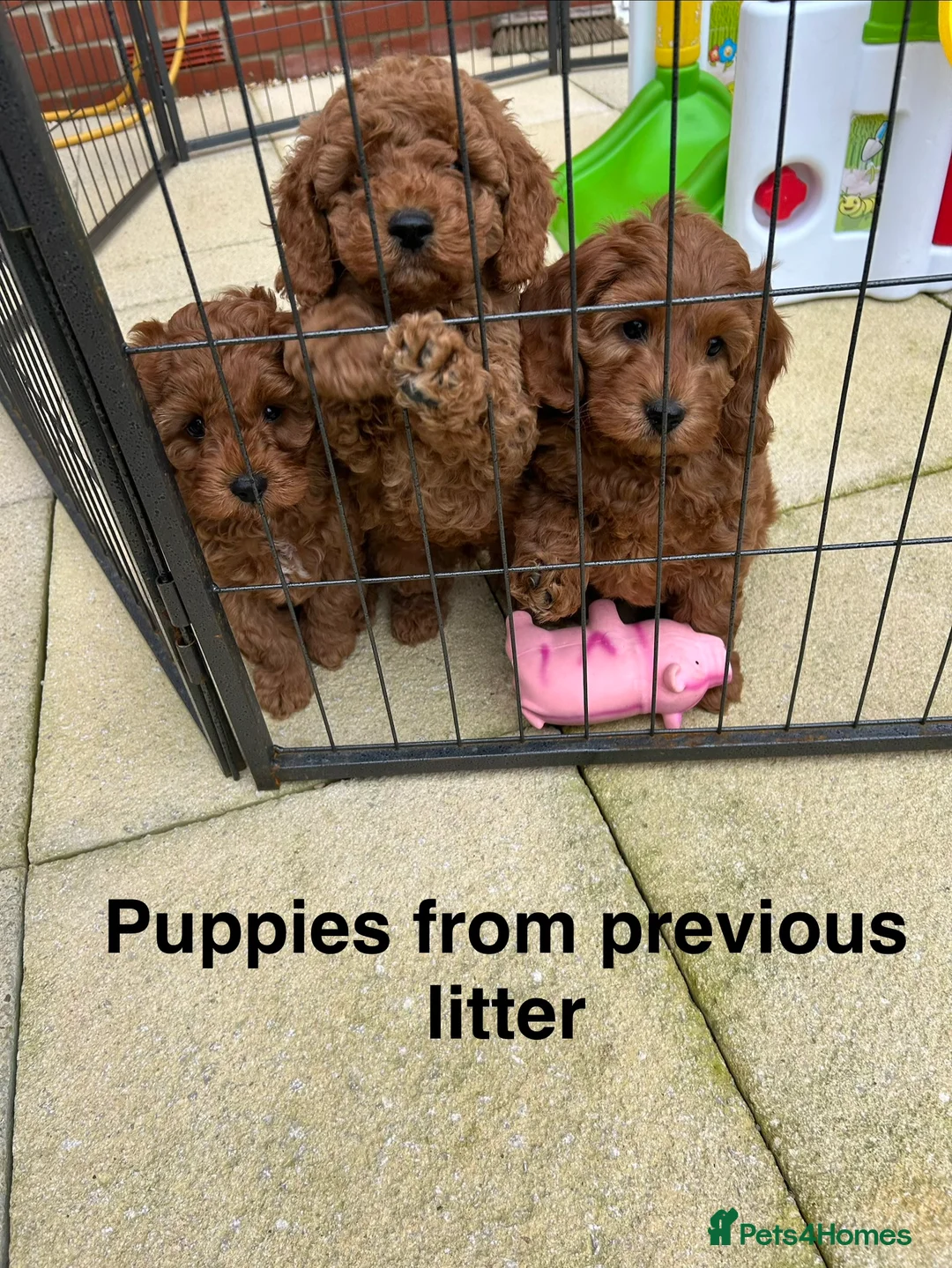 Cockapoo dogs for sale: 🐾 STUNNING F1B RED MINIATURE COCKAPOO PUPPIES  - Advert 11