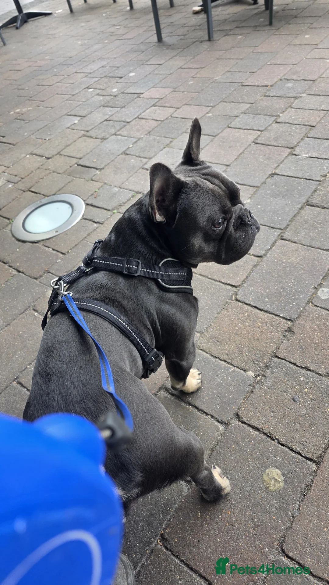 French Bulldog dogs for sale: Reggie - french bulldog  - Advert 2