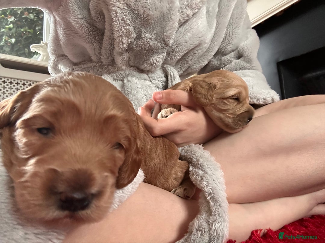 Cockapoo dogs for sale: Cockapoos x 5 2 girls 3 boys f1 - Image 11