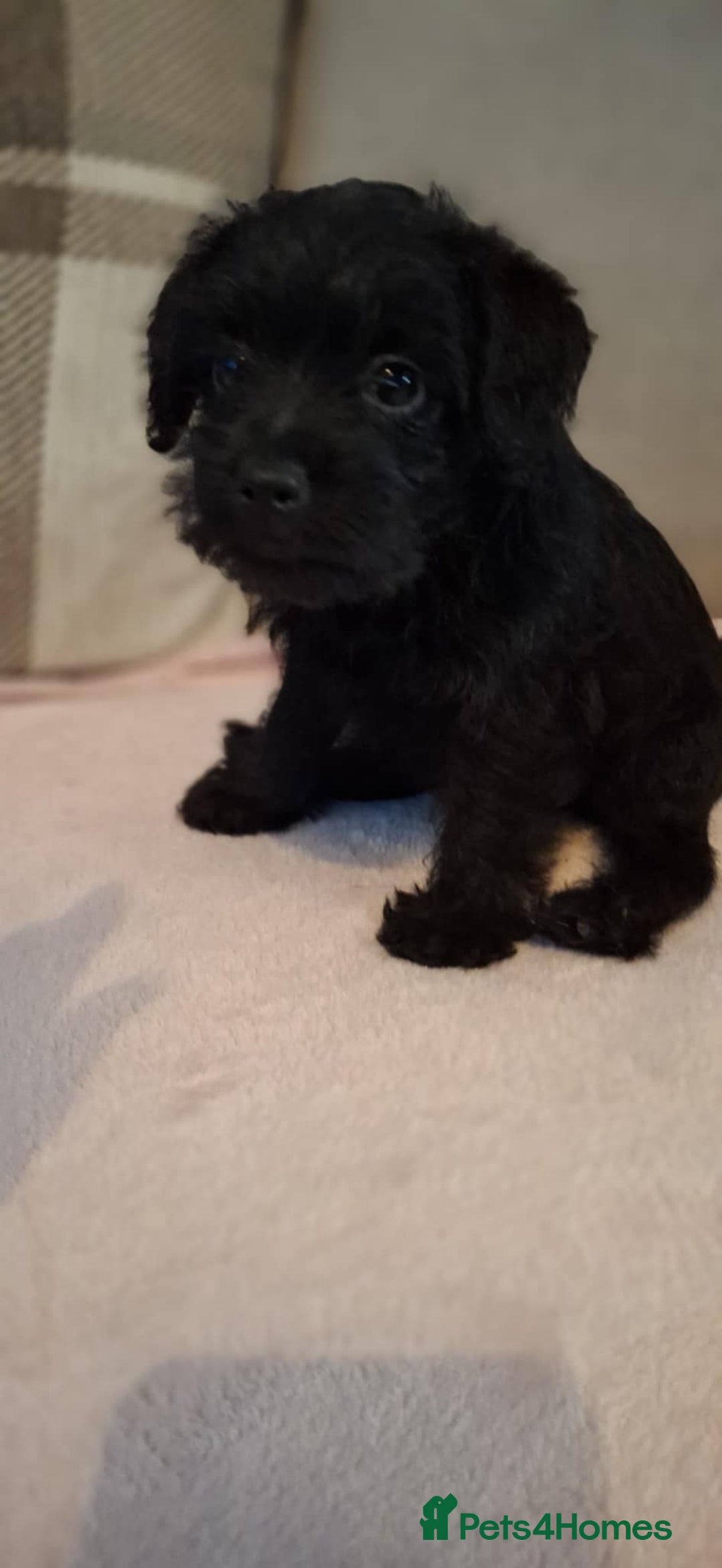 Mixed Breed dogs for sale: Poodle Cross Puppies (x2 female left) - Advert 6