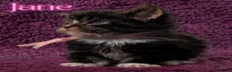 Maine Coon cats for sale: Champion Sired Maine Coon Kittens  TICA Registered in London - Advert 6