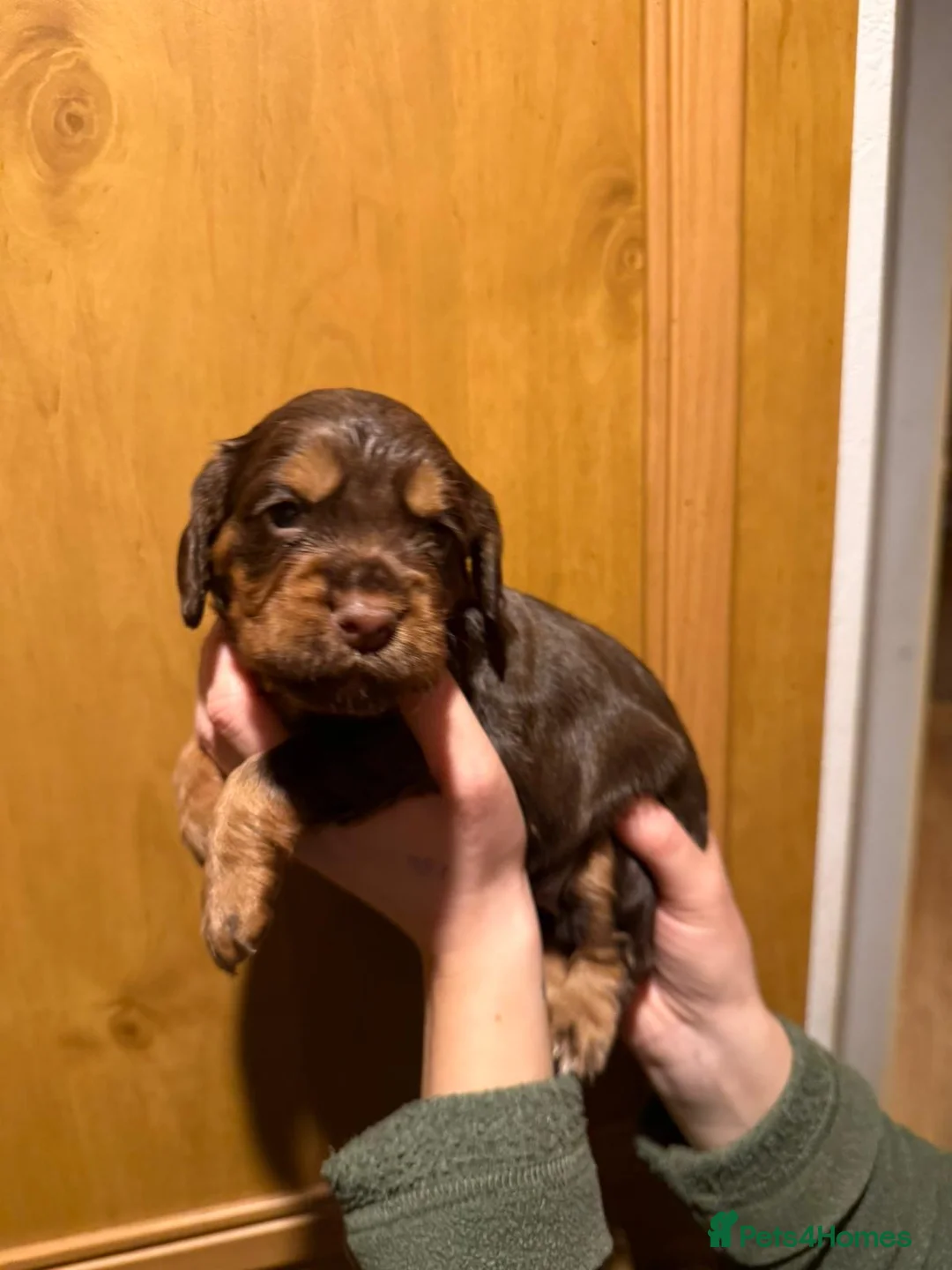 Cocker Spaniel dogs for sale: Fully health tested liver and tan cockers  - Advert 7