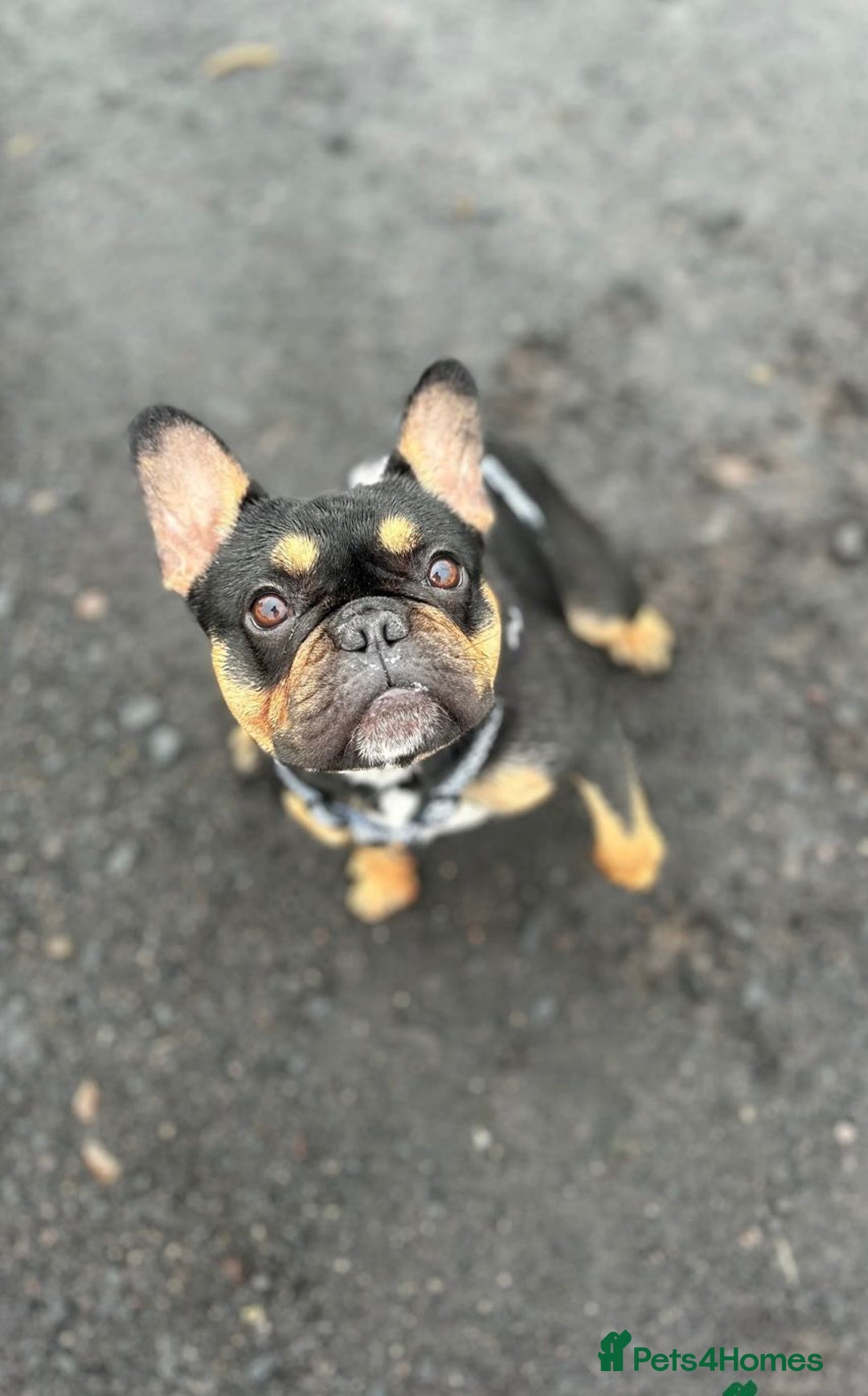 French Bulldog dogs for sale: Female French bulldog - Advert 2