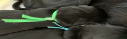 Labrador Retriever dogs for sale: Gorgeous KC Registered black Labrador puppies - Advert 4