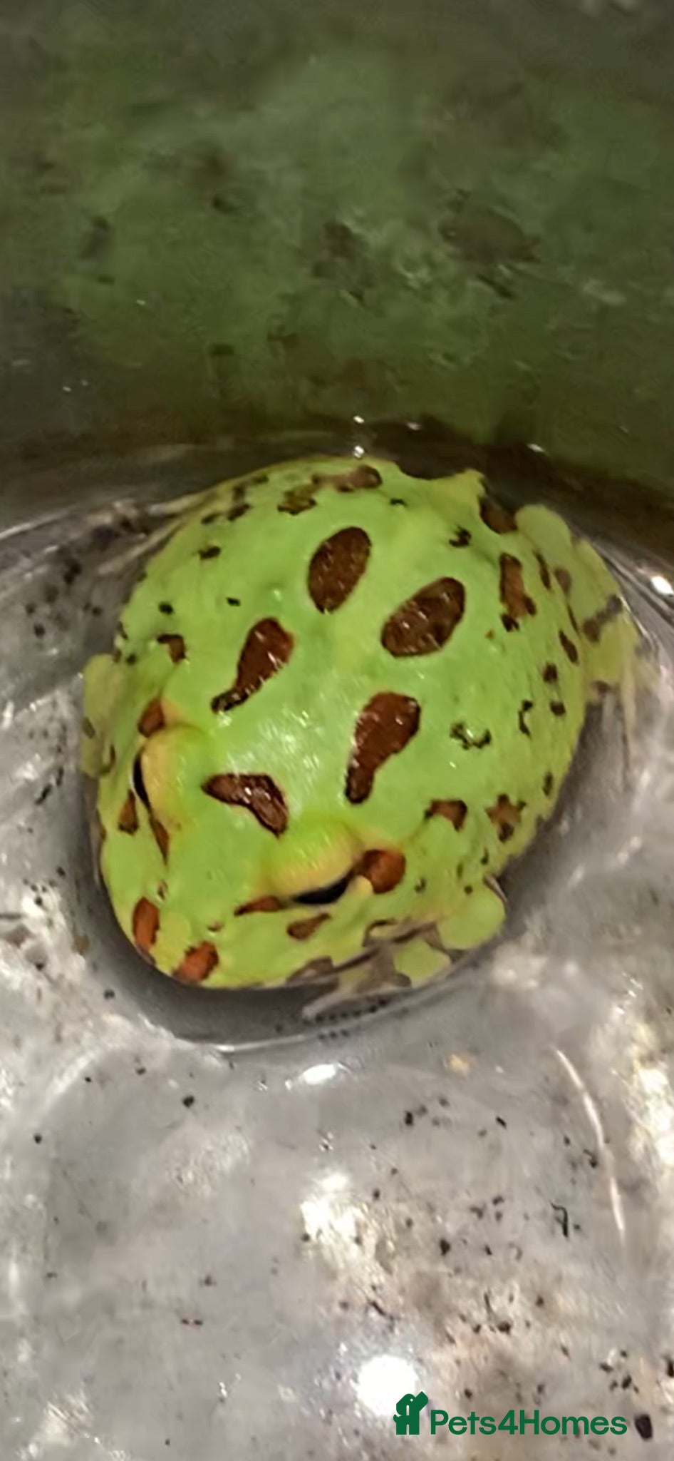 Frog reptiles Pac-Man Frogs cb26  - Advert 17