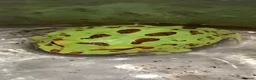 Frog reptiles for sale: Pac-Man Frogs cb26  - Advert 1