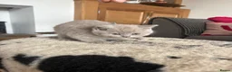 British Shorthair cats for sale: British shorthair kittens  in Holmfirth - Advert 9