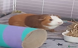 Guinea Pig rodents for sale: Pair of female guinea pigs with complete set up - Image 2