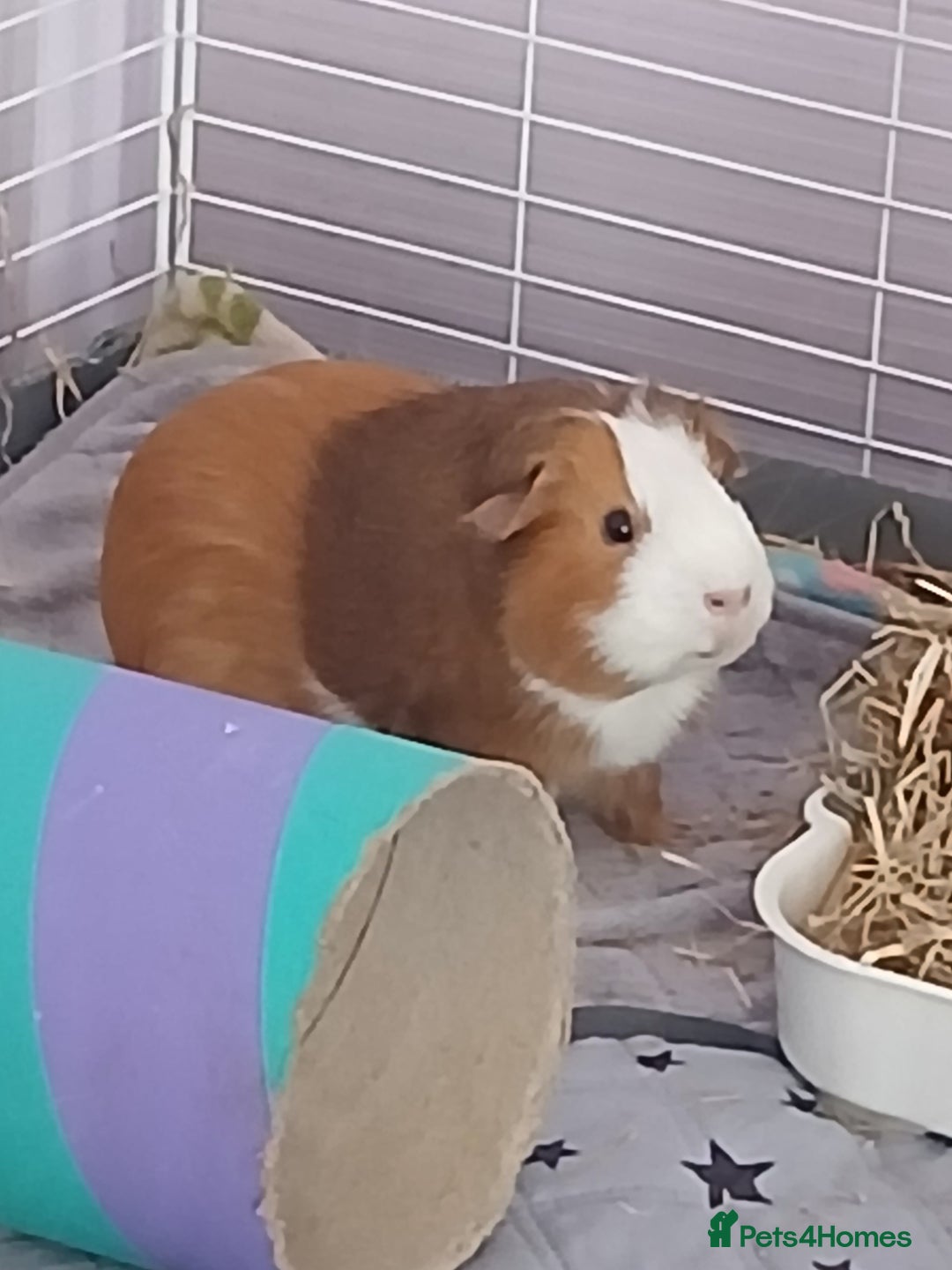 Guinea Pig rodents for sale: Pair of female guinea pigs with complete set up - Image 2
