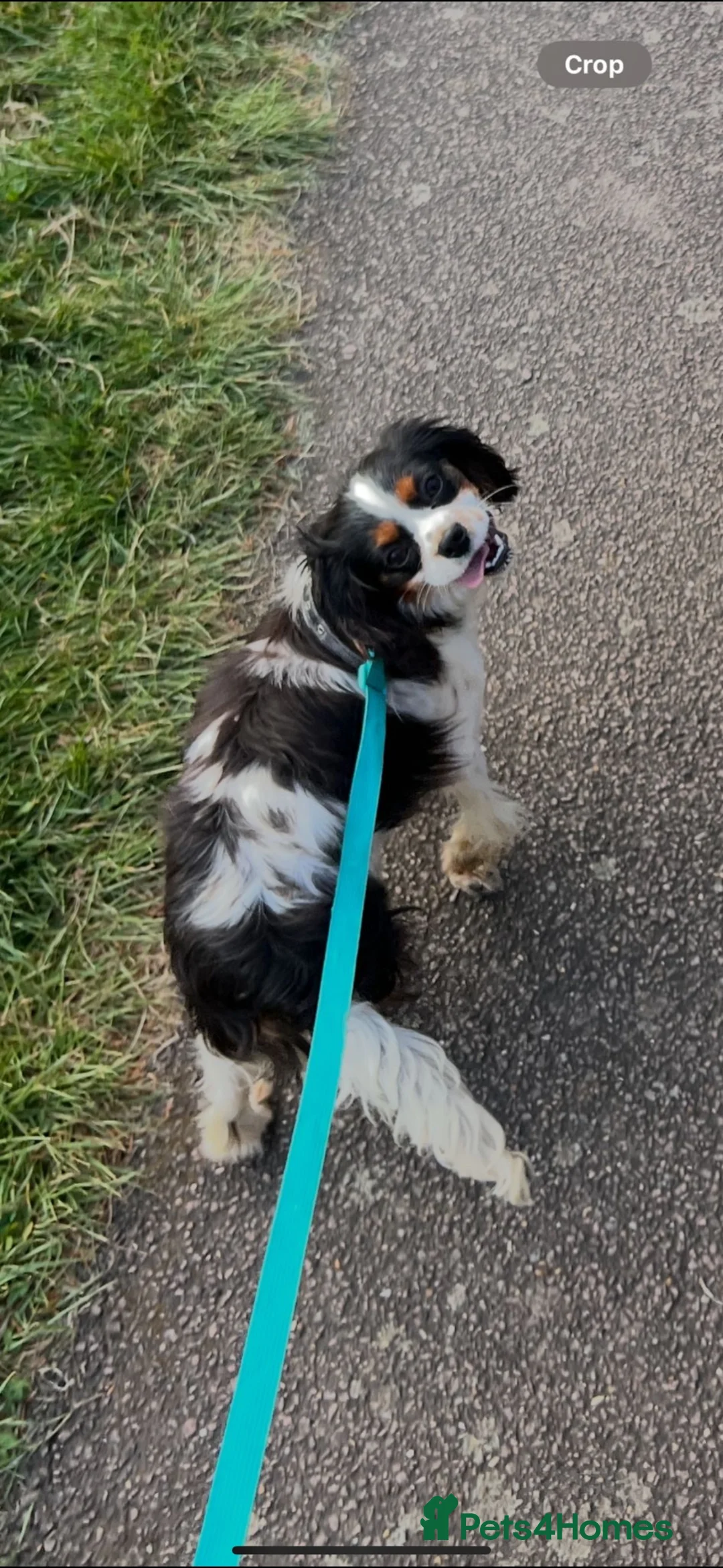 Cavalier King Charles Spaniel dogs for sale: Tri colour King Charles Cavalier - Advert 7