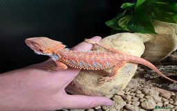 Bearded Dragon reptiles for sale: Beautiful juvenile Bearded dragon and set up. - Image 4
