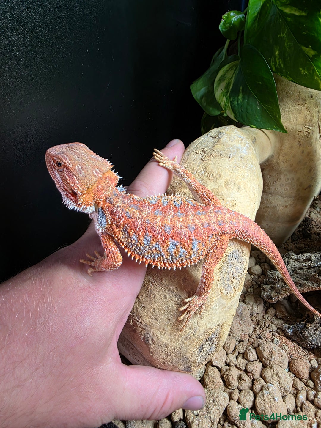 Bearded Dragon reptiles for sale: Beautiful juvenile Bearded dragon and set up. - Image 4