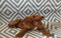Mixed Breed dogs for sale: Poochon x Maltipoo puppies - Image 13