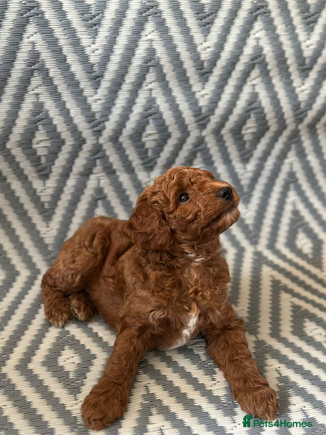 Mixed Breed dogs for sale: Poochon x Maltipoo puppies - Image 13