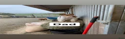 Fox Terrier dogs for sale: Beautiful Fox Terrier Puppies Available  - Advert 9
