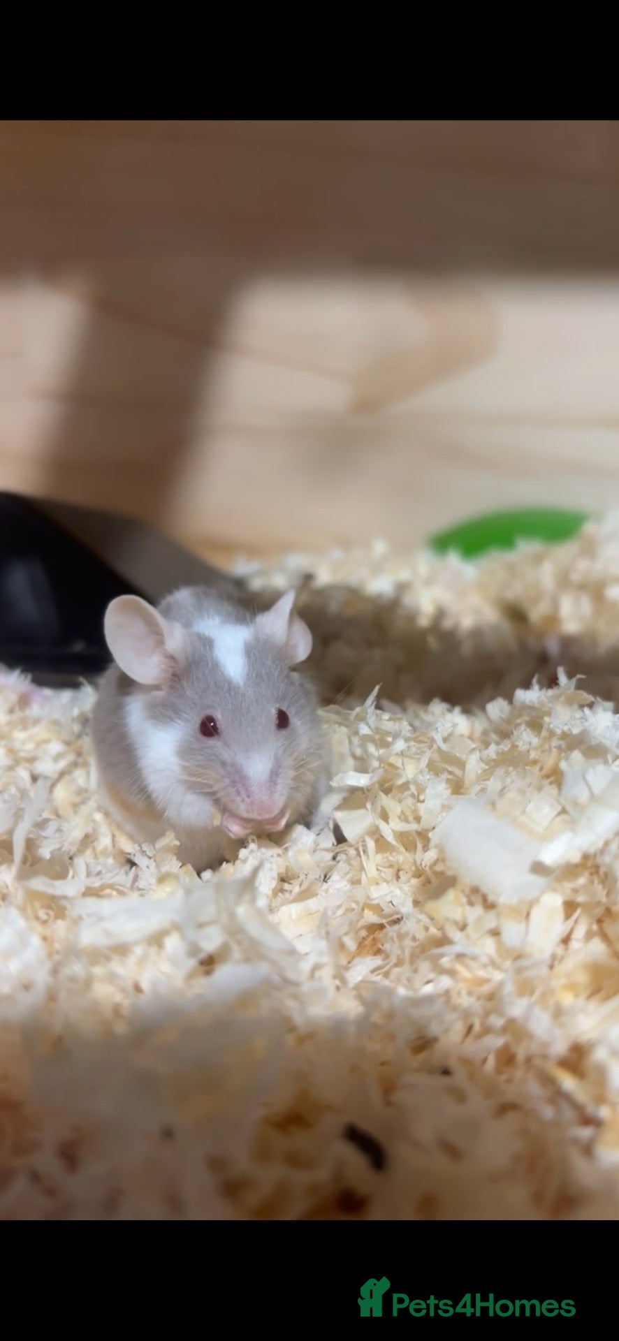 Mouse rodents 3 female mice - Advert 1