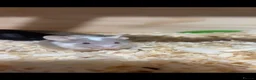 Mouse rodents for sale: 3 female mice - Advert 1