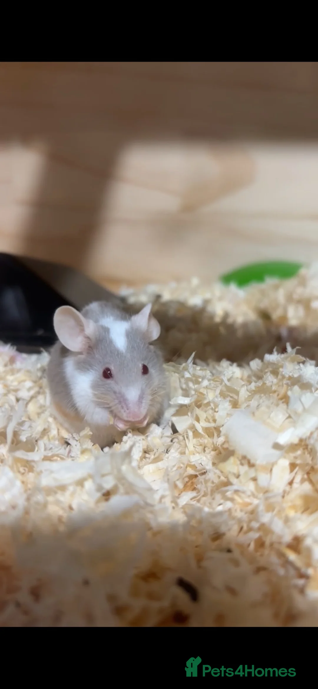 Mouse rodents for sale: 3 female mice - Advert 1