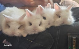 Mini Lion Lop rabbits for sale: Lion lops  - Image 1