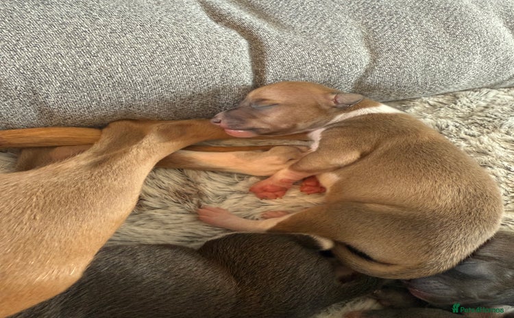 Italian Greyhound dogs - Advert 3