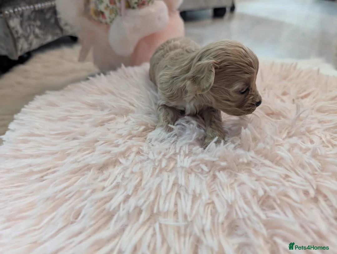 Maltipoo dogs for sale: Maltipoo puppies  - Advert 2