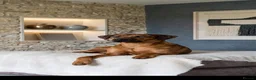 Rhodesian Ridgeback dogs for sale: Masterpiece Litter: South African & European Lines - Advert 3
