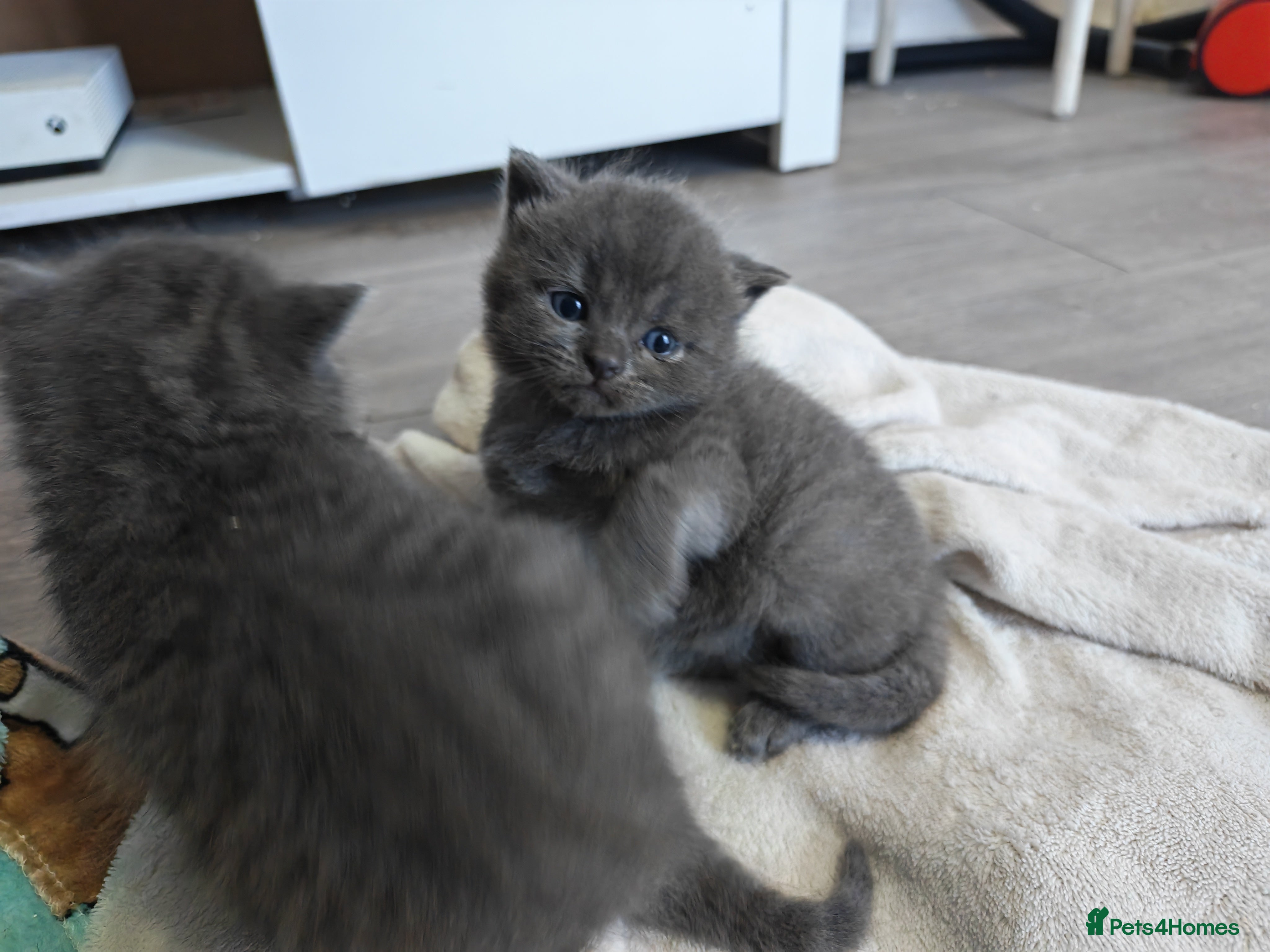 British Shorthair cats Adorable British Short hair kittens  - Advert 2