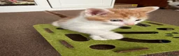 Mixed Breed cats for sale: Ginger & White Kitten  - Advert 3