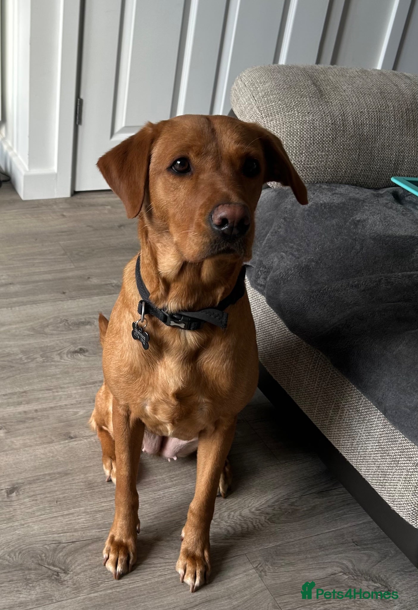 Labrador Retriever dogs 2 Year old Female Labrador - Advert 2