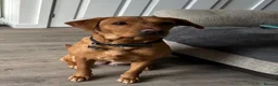 Labrador Retriever dogs for sale: 2 Year old Female Labrador - Advert 1