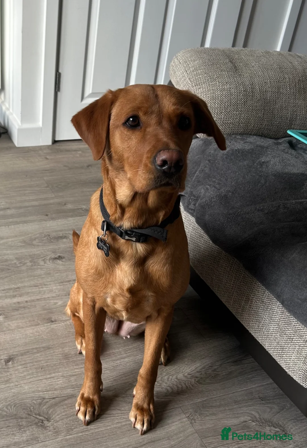 Labrador Retriever dogs for sale: 2 Year old Female Labrador - Advert 1