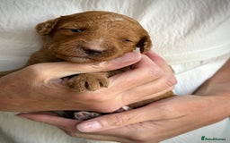 Mixed Breed dogs for sale: Health Tested miniature Goldendoodles  - Image 31