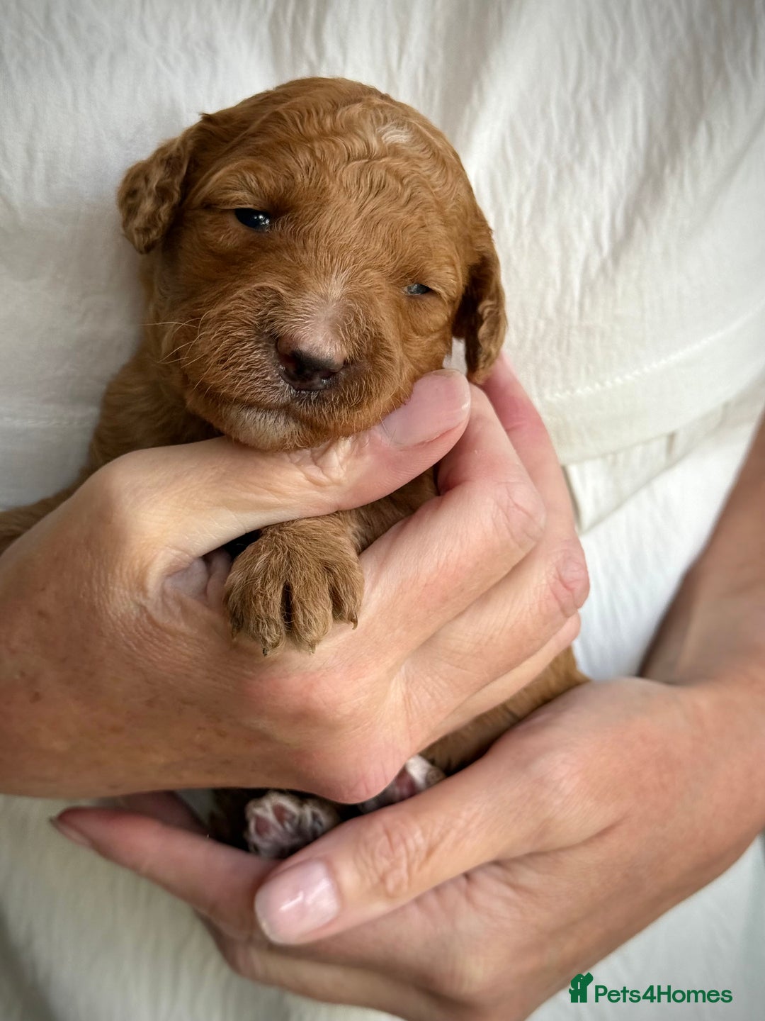 Mixed Breed dogs for sale: Health Tested miniature Goldendoodles  - Image 31