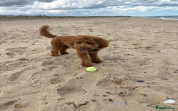 Cavapoo dogs for stud: Red cavapoo - Image 4