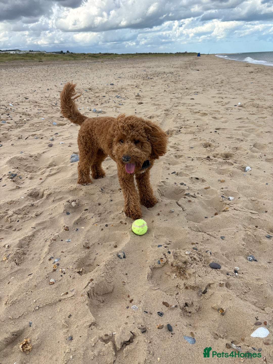 Cavapoo dogs for stud: Red cavapoo - Image 4