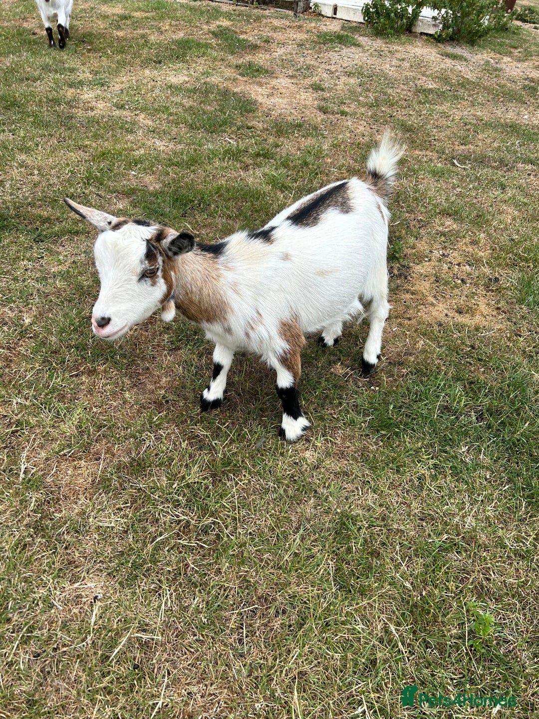 Goats livestock for sale: Pair of Pygmy Nanny’s  - Image 3