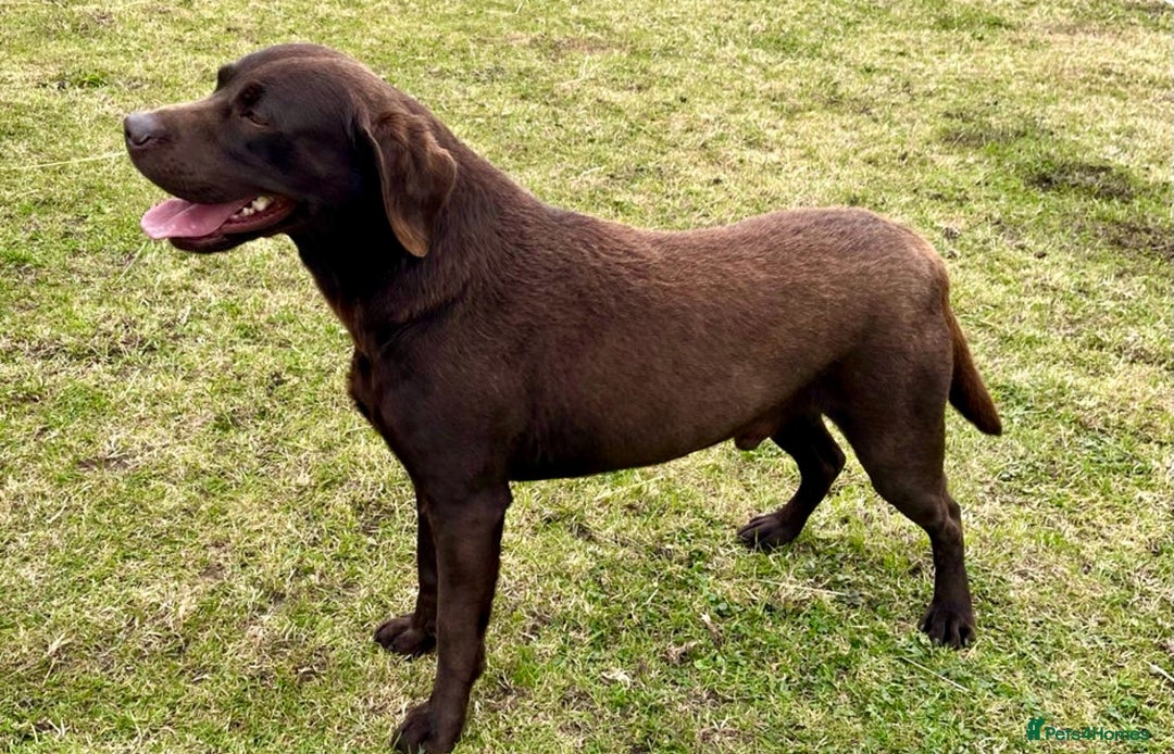 Labrador Retriever dogs for sale: 5 Stars 🌟 Chocolate Labradors  🌟  - Image 28