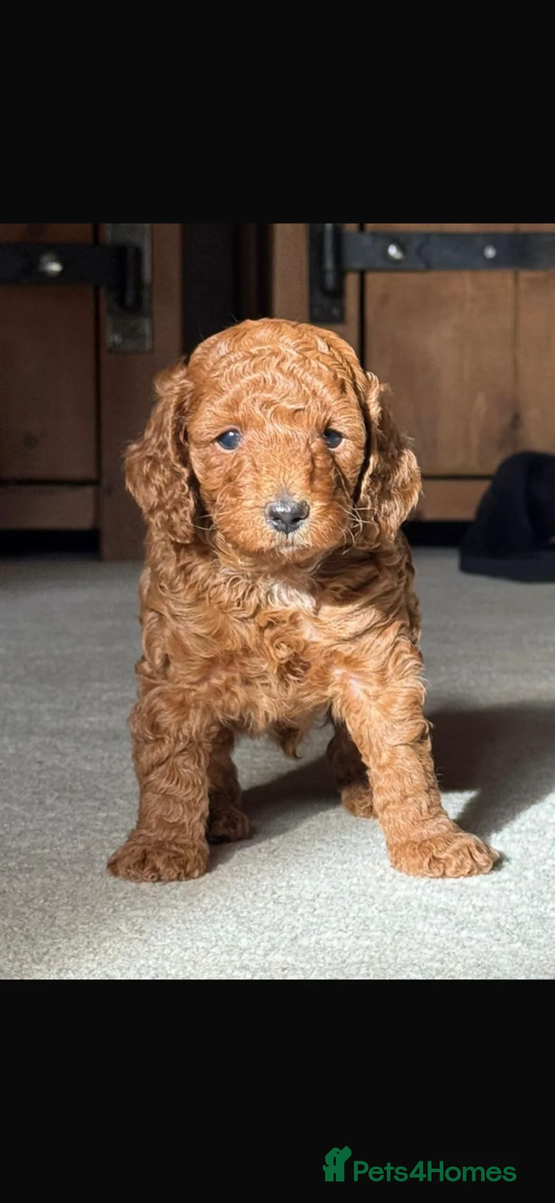 Miniature Poodle dogs for sale: Exceptional deep red mini poodles - Advert 2